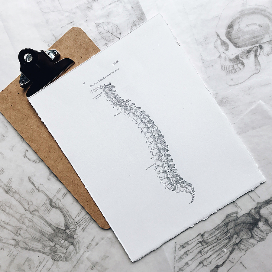 Beginnings of Anatomical Illustrations - Lesson Plan