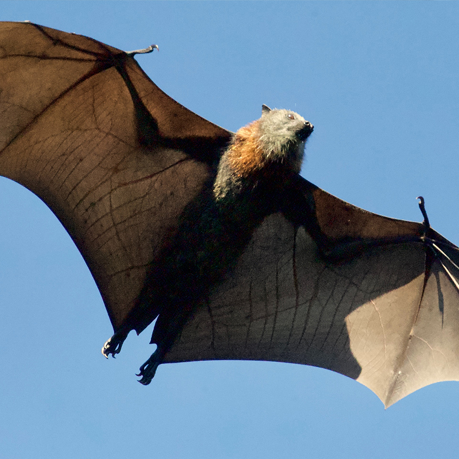 Bats - Lesson Plan
