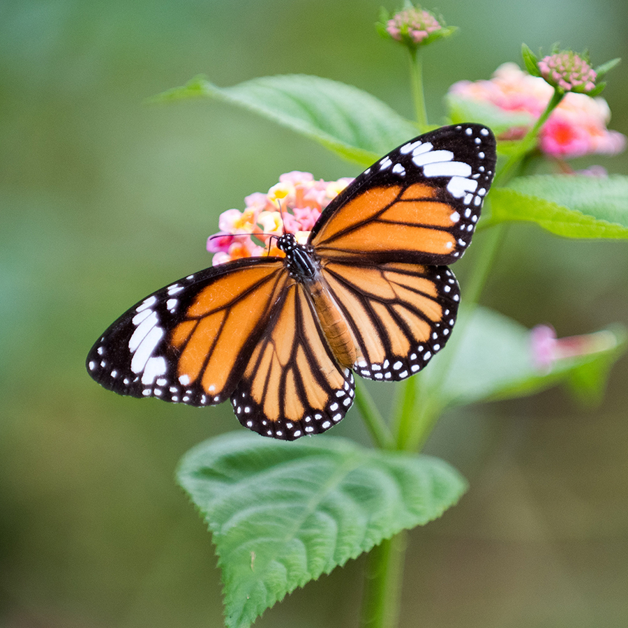 Butterflies - Lesson Plan