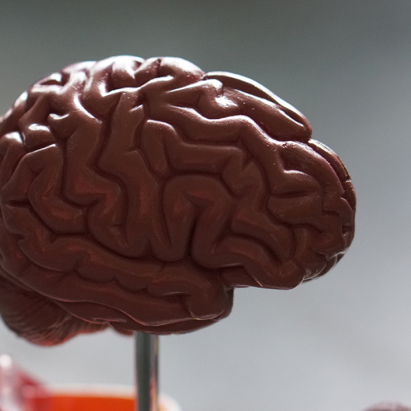 Brain Based Strategies